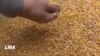 Les agriculteurs américains soulagés par l'accord commercial Chine -Etats-Unis